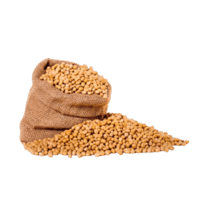 Soyabean