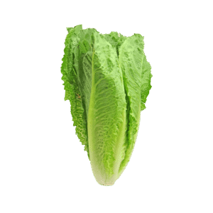 Organic lettuce